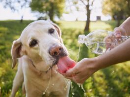 tips para mantener hidratado a mi mascota
