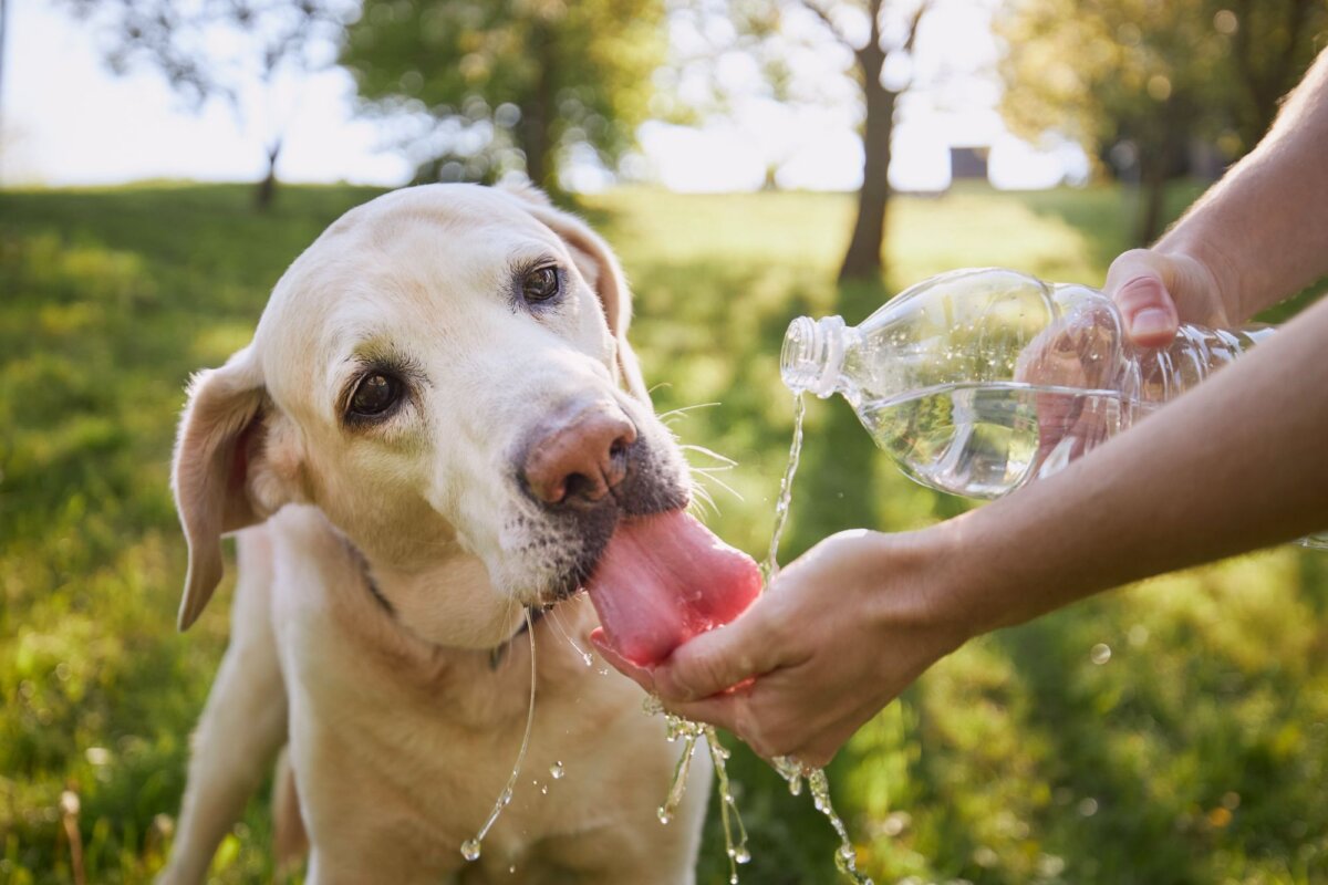 tips para mantener hidratado a mi mascota