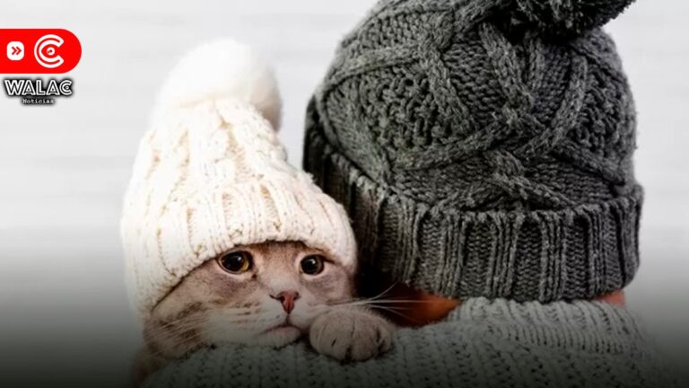 Aprende a proteger a tu gato de las temperaturas bajas de invierno