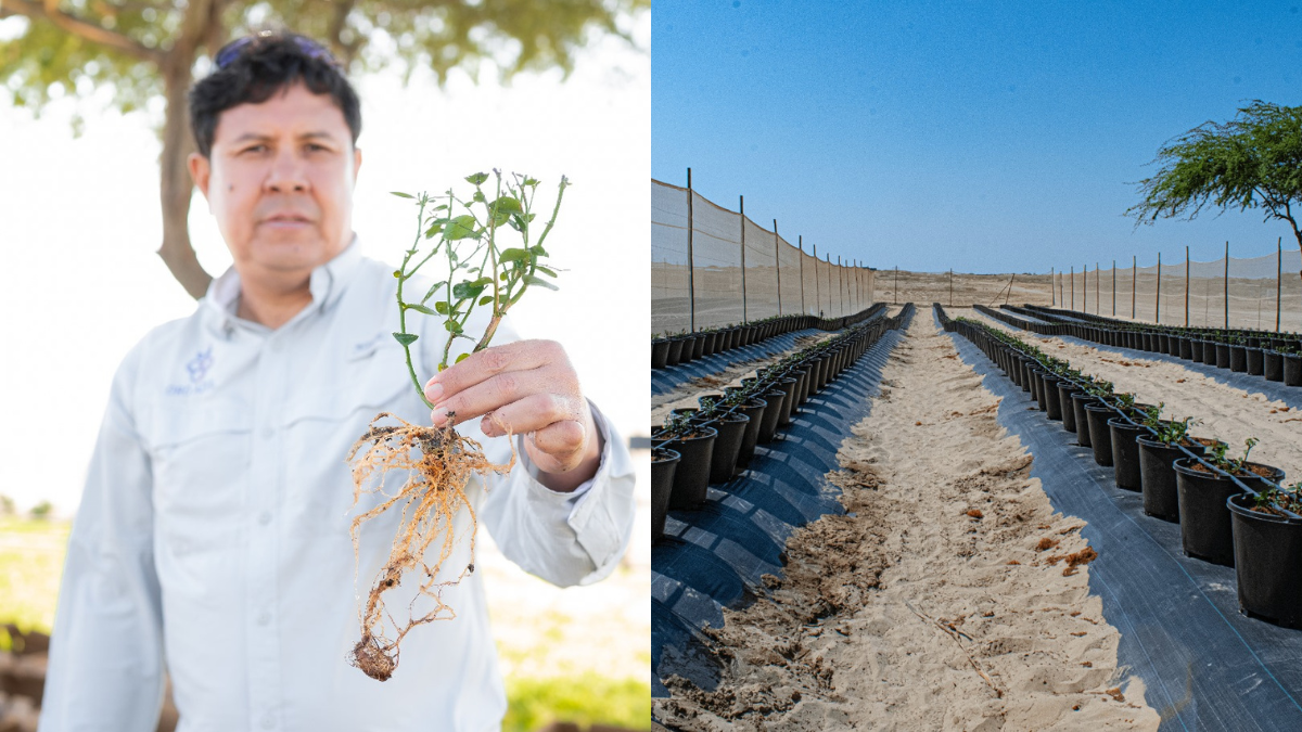 Oro Azul: Arándanos de alto rendimiento para el crecimiento de la agroexportación