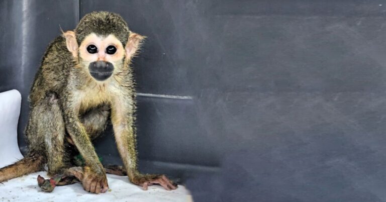 Serfor rescata mono ardilla en vivienda de A.H. Fátima. Foto: Internet.