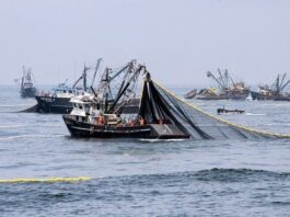 Primera temporada de pesca de anchoveta supera el millón de toneladas. Foto: Difusión.