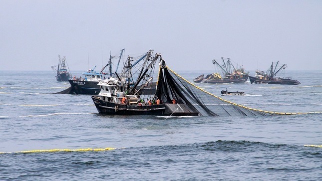 Primera temporada de pesca de anchoveta supera el millón de toneladas. Foto: Difusión.