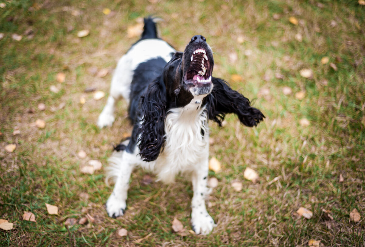 los perros se vuelven agresivos