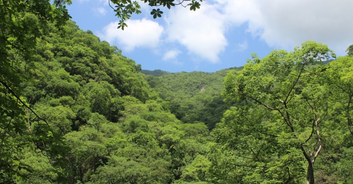 Realizarán proyecto de reforestación para asegurar disponibilidad del agua en San Miguel de El Faique