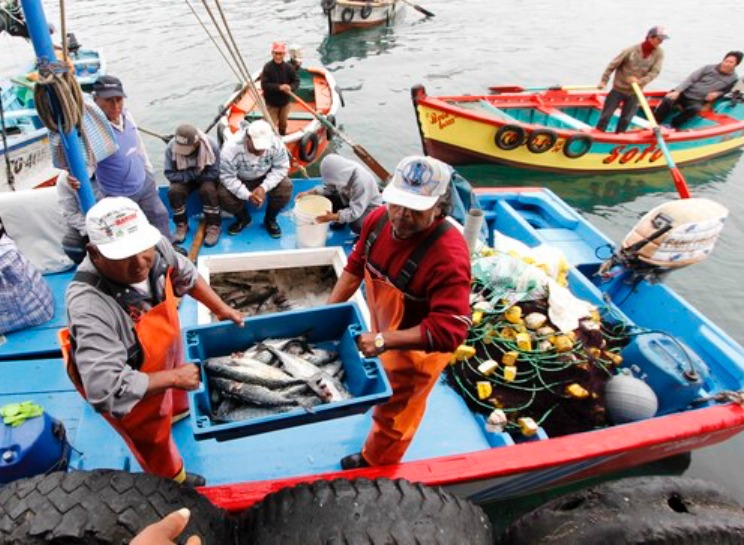 Autorizan extracción de bonito a 332 armadores pesqueros artesanales Autorizan extracción de bonito a 332 armadores pesqueros artesanales