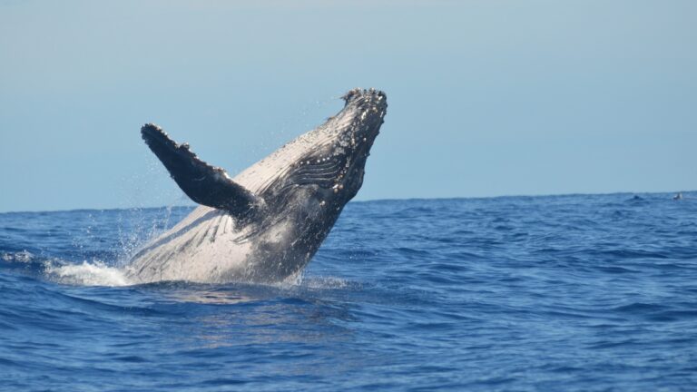 Avistamiento de ballenas en Piura y Tumbes: lo que debes saber