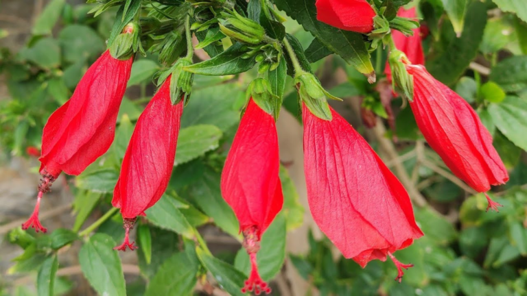 ¿De niño chupaste el néctar de esta flor roja? Conoce los beneficios que tiene