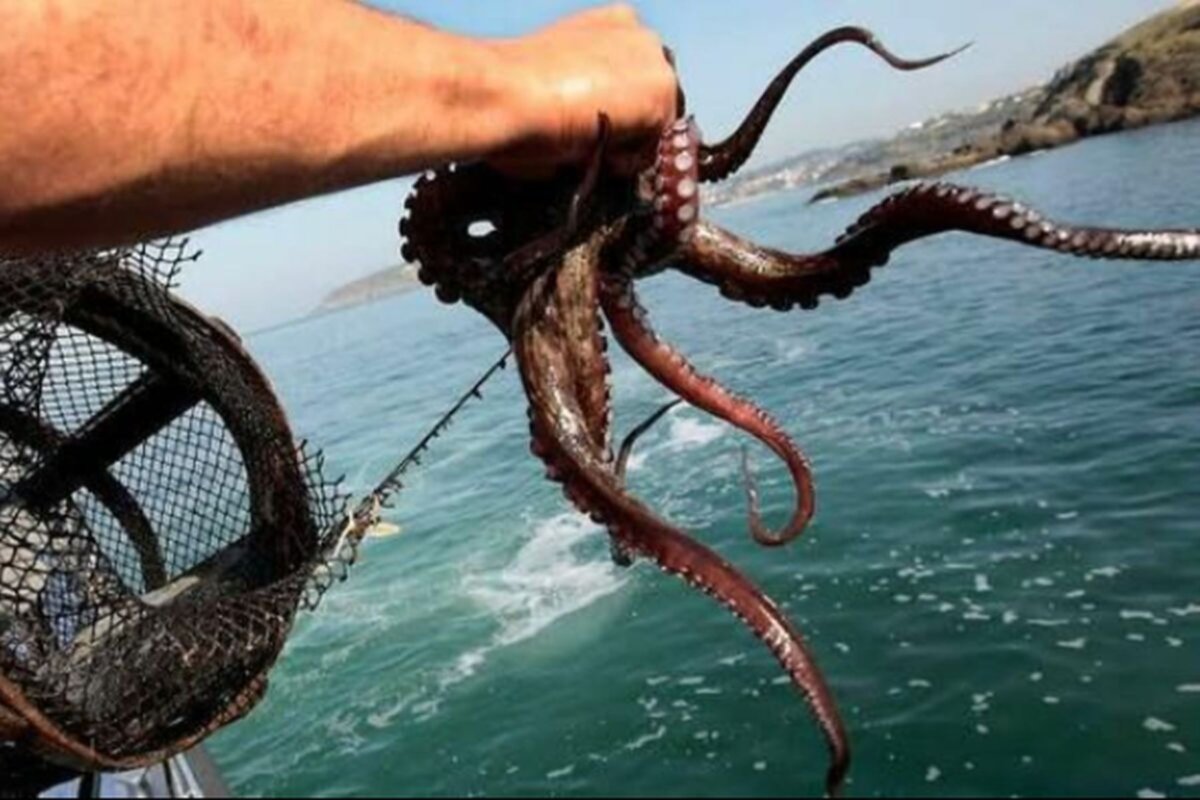Establecen cuota de captura de pulpo para este año en Piura Establecen cuota de captura de pulpo para este año en Piura