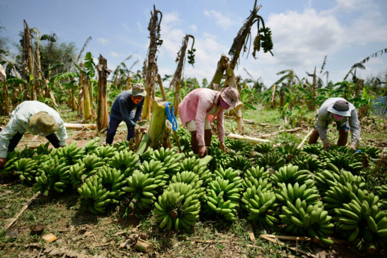 Alrededor de 1,000 hectáreas de banano ya habrían sido afectadas por el hongo en la provincia de Sullana. Autoridades impulsan alternativas productivas y piden una respuesta articulada del Estado.