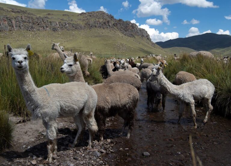 Día Nacional de la Alpaca: ícono cultural y textil en Perú