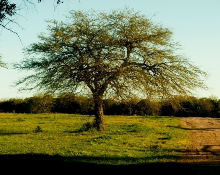 El algarrobo, árbol emblemático del norte peruano en riesgo de extinción