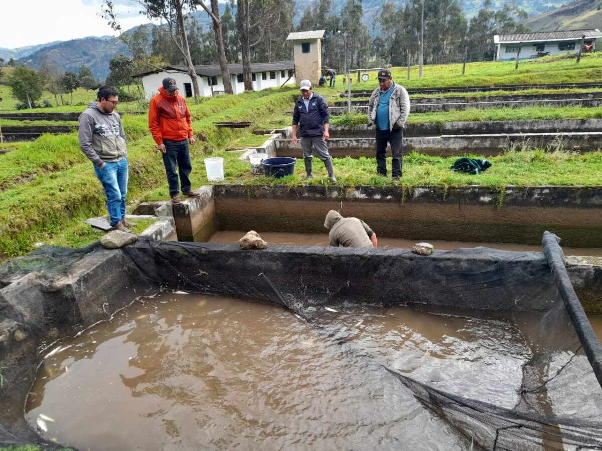 Huancabamba: Fortalecen producción y consumo de trucha con entrega de 100 mil ovas Huancabamba fortalecen producción y consumo de trucha con entrega de 100 mil ovas
