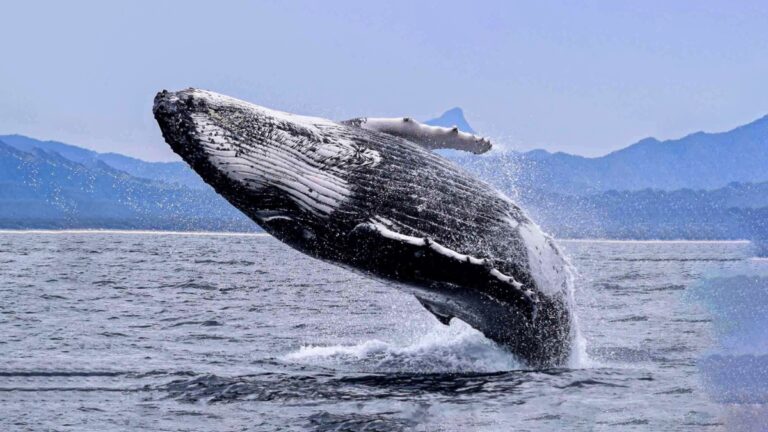 Lanzamiento de temporada de ballenas: un evento imperdible en Máncora