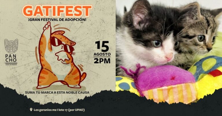 Adopta un gatito en el gran festival Gatifest este 15 de agosto