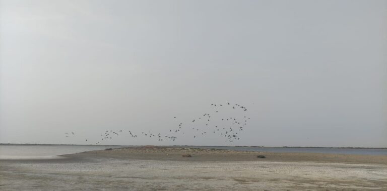 Alerta en Sechura población advierte que la Laguna Ñapique se está secando