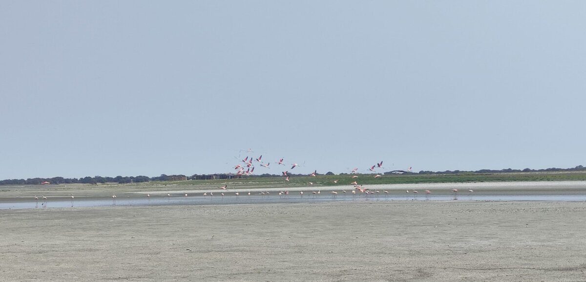 Alerta en Sechura población advierte que la Laguna Ñapique se está secando