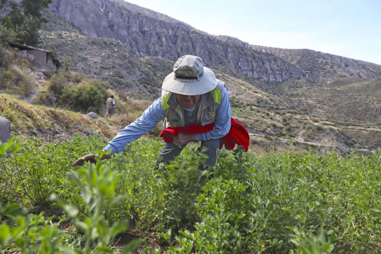 Campaña agrícola se prevé sembrar más de 2 millones de hectáreas en las 24 regiones del país