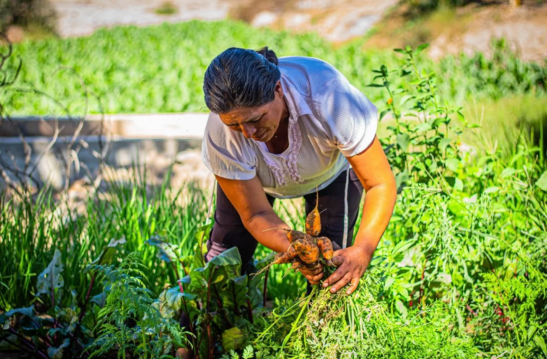 Créditos a mujeres en la agricultura superan los S 100 millones