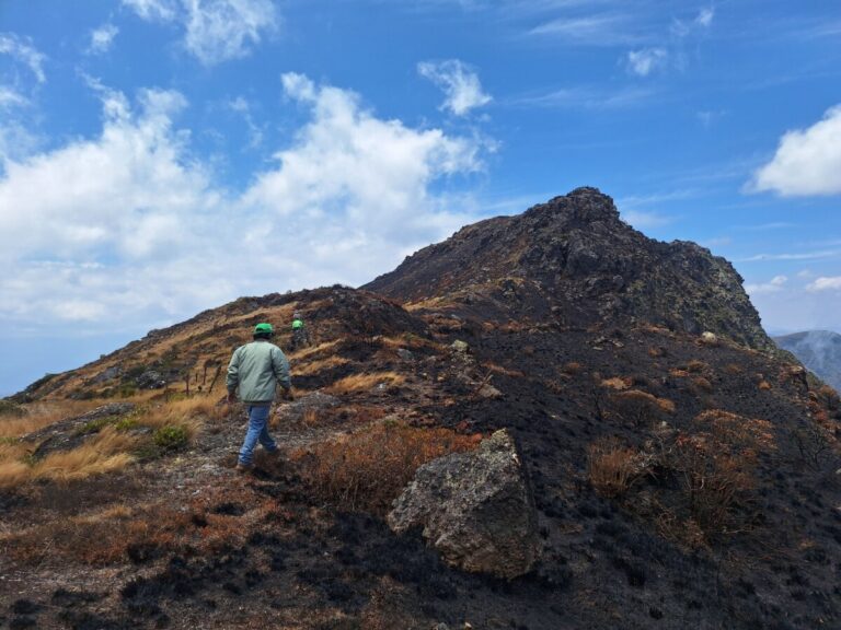 Huancabamba: reforestarán 204.6 hectáreas de bosque quemado durante los incendios forestales