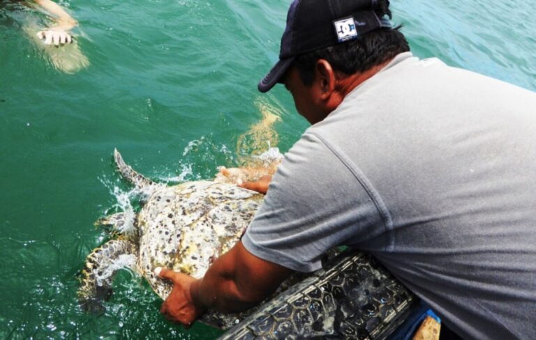 Piura: capacitan a pescadores para la liberación de tortugas y otras especies marinas