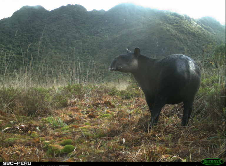 Piura aprueban la creación de corredor de conservación en los Andes del Norte