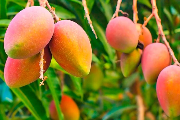 Producción de mango en Piura cayó un 80% entre enero y junio de este año