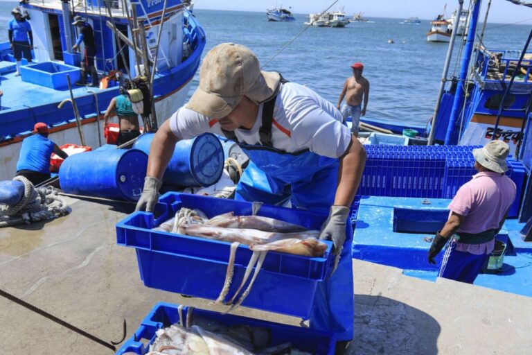 Produce mejoran las condiciones para la pesca de pota