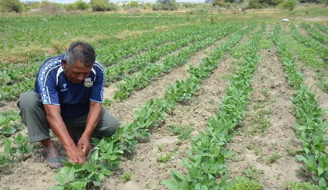 Crisis hídrica en Piura dejará pérdidas millonarias para los agricultores