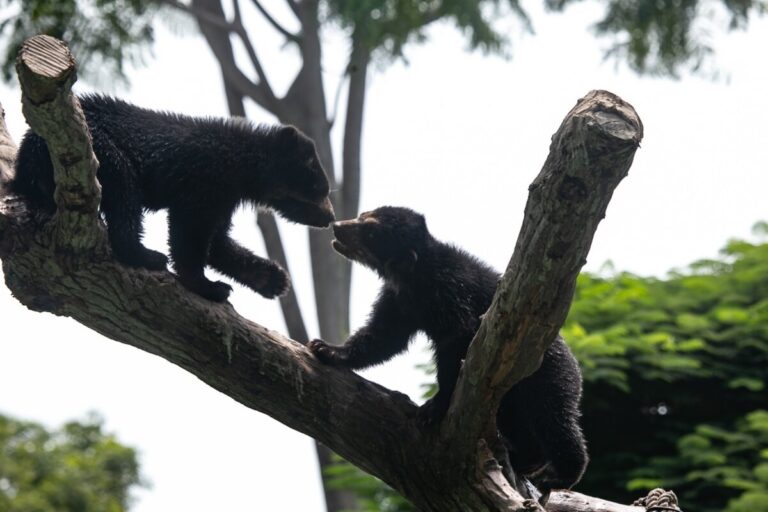 Serfor exhorta a la población a proteger al oso andino y la flora silvestre ante incendios forestales en Piura