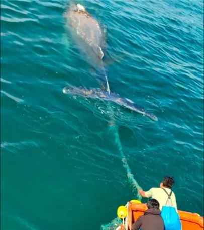 El Alto: pescadores artesanales liberan a ballena atrapada en red de pesca