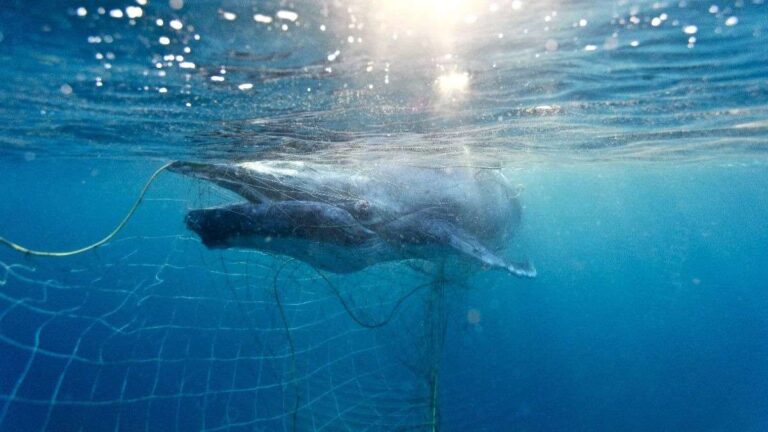 El Alto pescadores artesanales liberan a ballena atrapada en red de pesca