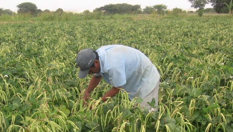 Piura líderes agrícolas advierten sobre graves consecuencias debido a la crisis hídrica