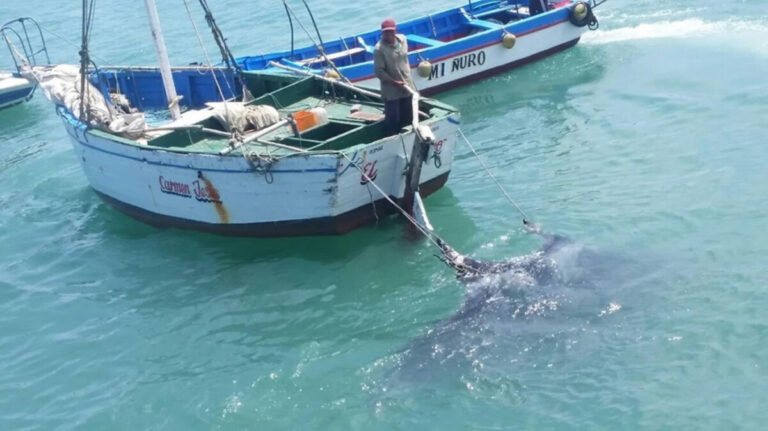 Tras paro de los pescadores de Talara, Ministerio de la Producción levanta la restricción de la pesca de mantarraya en el litoral peruano