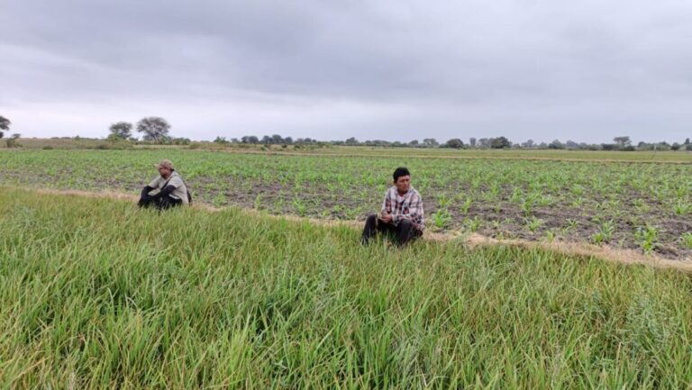 Crisis hídrica en Cura Mori deja a 2 500 agricultores con sus sembríos secos y grandes pérdidas económicas