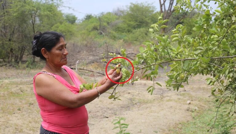 Crisis hídrica en Piura impide crecimiento del limón y seca sembríos de arroz y plátano