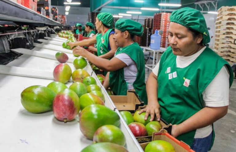 Crisis hídrica impacta gravemente en sectores clave de Piura y provoca pérdidas que superan los 1000 millones de soles