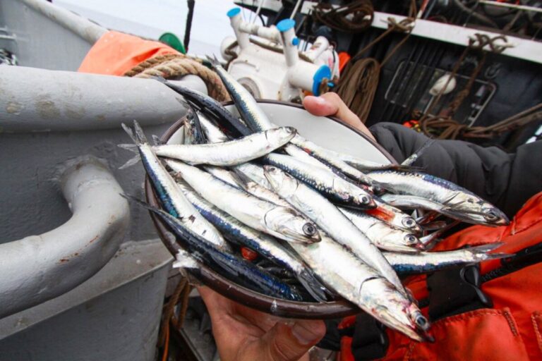 PRODUCE cierra segunda temporada de pesca de anchoveta para proteger el desove