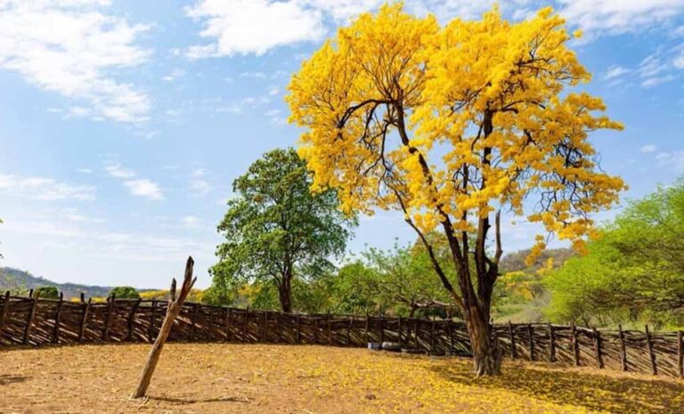 El florecimiento de los guayacanes en Lancones: un espectáculo natural que no te puedes perder