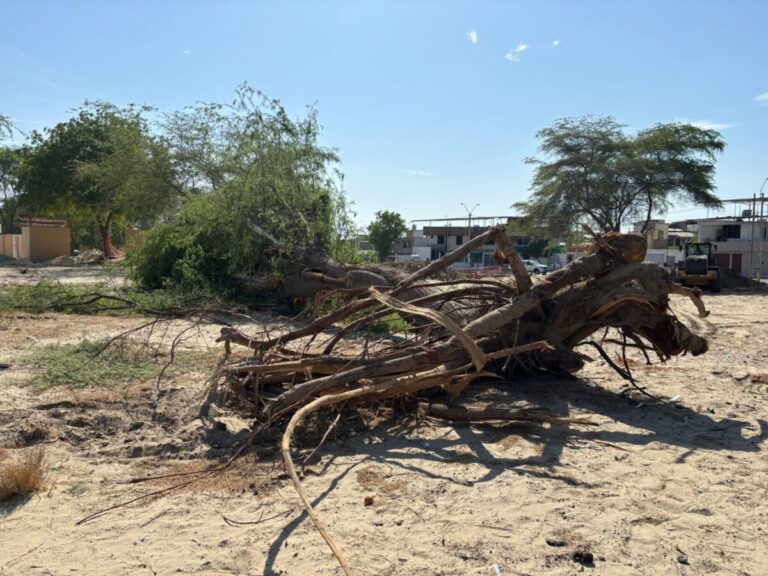 Sancionan al Consorcio Piura por tala no autorizada de árboles durante construcción de polideportivos