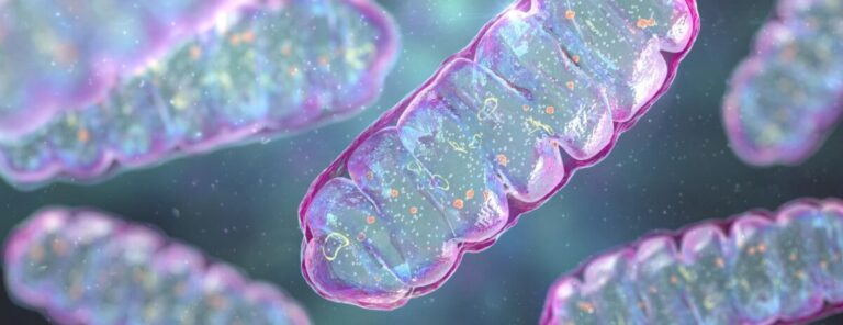 Unlocking Mitochondrial Potential: Multifaceted Properties of SS-31 Peptide