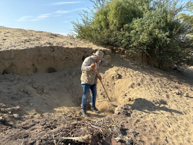 Ministerio de Cultura impulsa limpieza del sitio arqueológico Huaca Loma Elías en Cura Mori