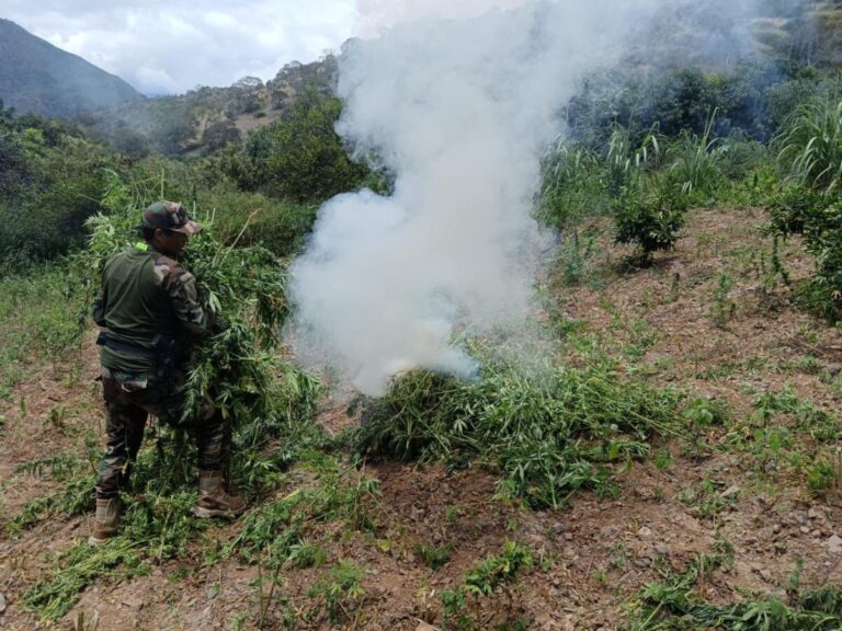 PNP destruye laboratorios de droga y decomisa más de 1400 kilos de marihuana en La Libertad