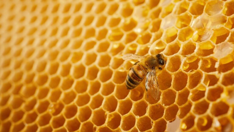 ¿Conoces todo lo que aporta la miel de abeja? Propiedades y usos revelados