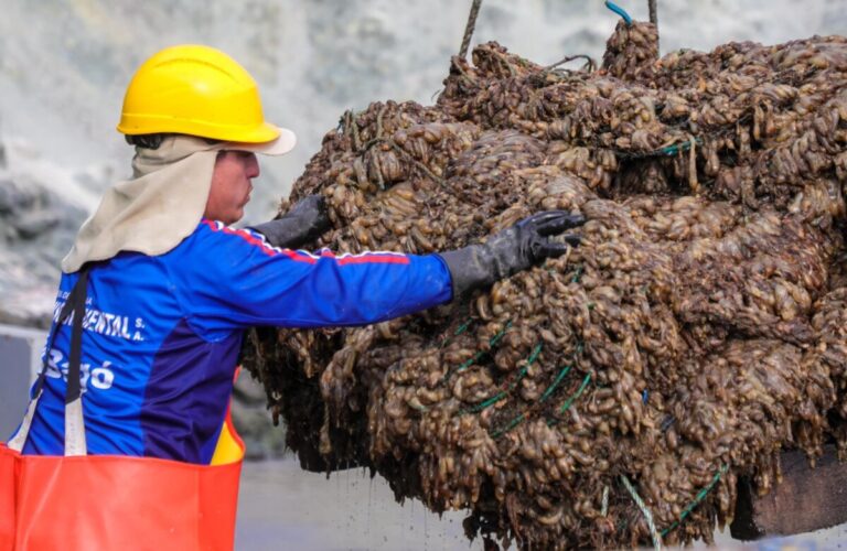 Ministerio de la Producción autoriza la extracción de concha de abanico en la isla Lobos de Tierra