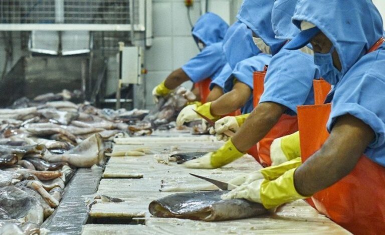Piura exporta más de 36 mil toneladas de pota a Europa y Japón por un valor de 61 millones de dólares