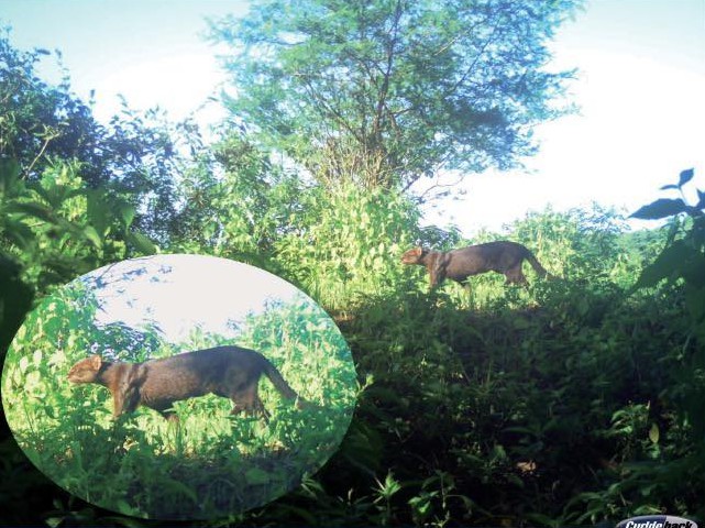 Sullana: confirman por primera vez la presencia del jaguarundi en el Coto de Caza El Angolo