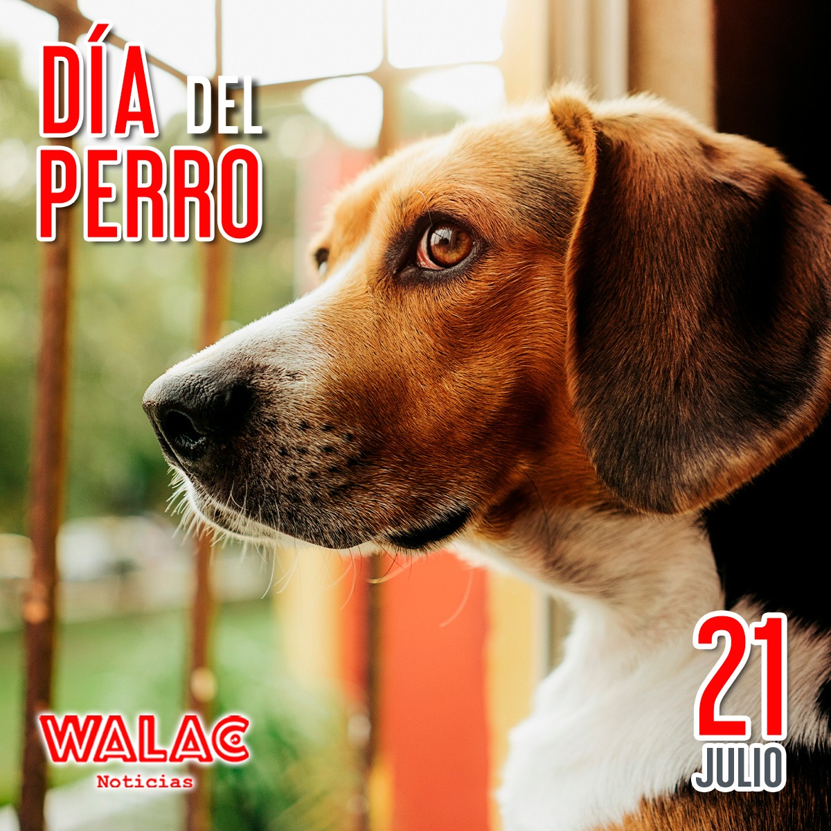 Día del Perro en Perú 21 de julio