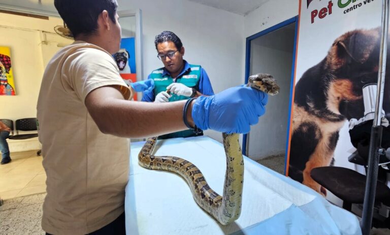 SERFOR rescata boa en Huancabamba y alerta sobre prácticas ilegales