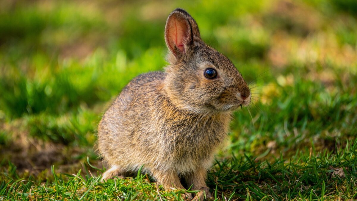 Requisitos para adoptar un conejo